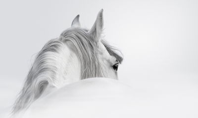Ljuddämpande tavla - Andalusian horse in the fog