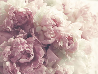 Ljuddämpande tavla - Peonies in shades of pink