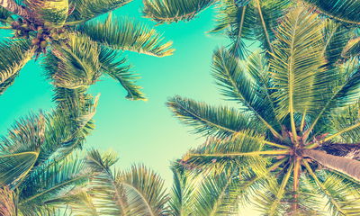 Ljuddämpande tavla - Bottom view of the palm trees