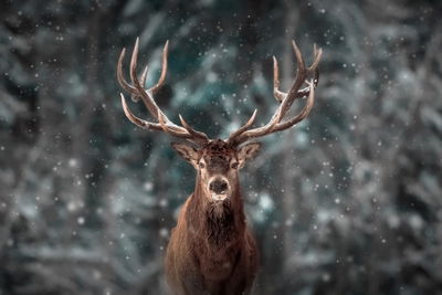 Ljuddämpande tavla - Deer in the forest 3d