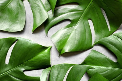 Ljuddämpande tavla - Monstera leaves on a gray