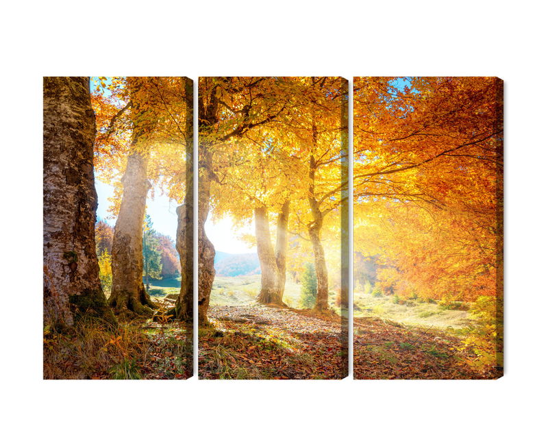 Ljuddämpande tavla - Sunny autumn forest