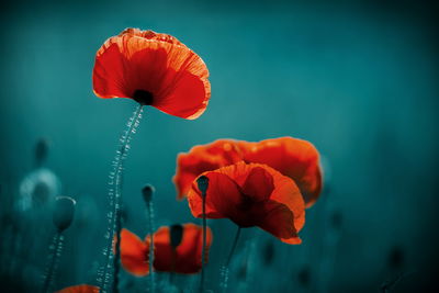 Ljuddämpande tavla - Macro poppies