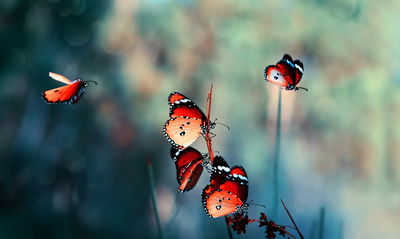 Ljuddämpande tavla - Colorful butterflies