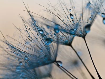 Ljuddämpande tavla - Dandelions with water