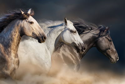 Ljuddämpande tavla - Three horses at a gallop
