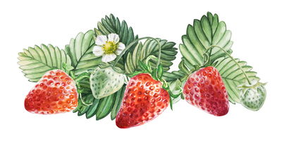 Ljuddämpande tavla - Strawberries with flowers
