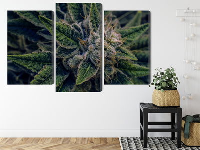 Ljuddämpande tavla - Cannabis plant close up