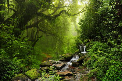Ljuddämpande tavla - Subtropical forest in Nepal