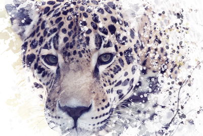 Ljuddämpande tavla - Majestic leopard