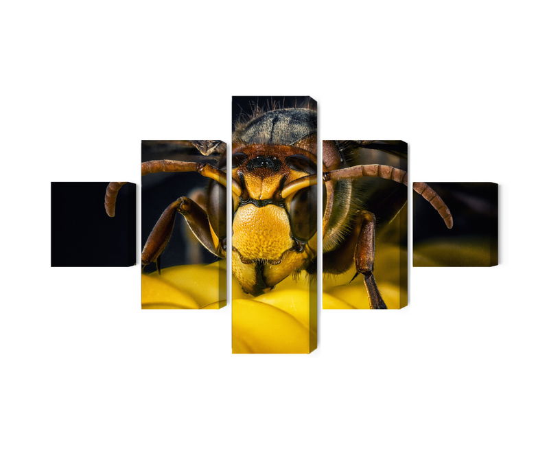 Ljuddämpande tavla - Wasp on a macro scale