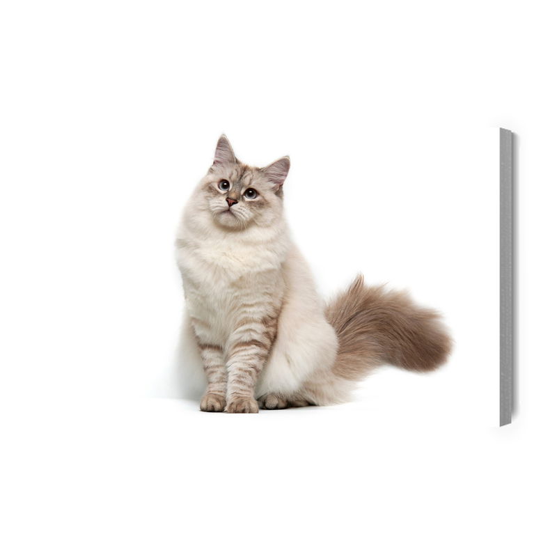 Ljuddämpande tavla - Neva masquarade cat
