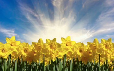 Ljuddämpande tavla - 3d daffodils field