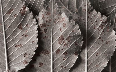 Ljuddämpande tavla - Gray leaves on a macro scale