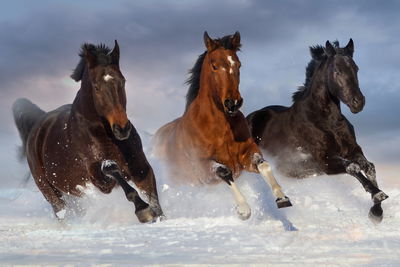 Ljuddämpande tavla - Galloping horses in winter