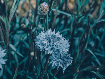 Ljuddämpande tavla - Cornflowers in the meadow 3d