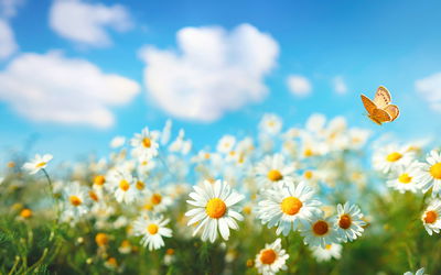 Ljuddämpande tavla - 3d daisy field