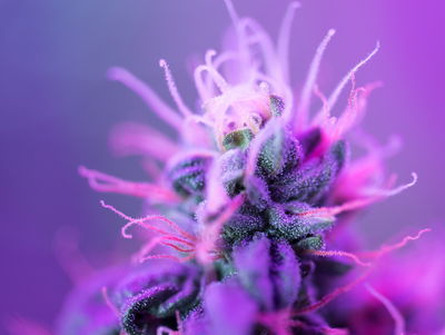 Ljuddämpande tavla - Macro plant on a pink-purple