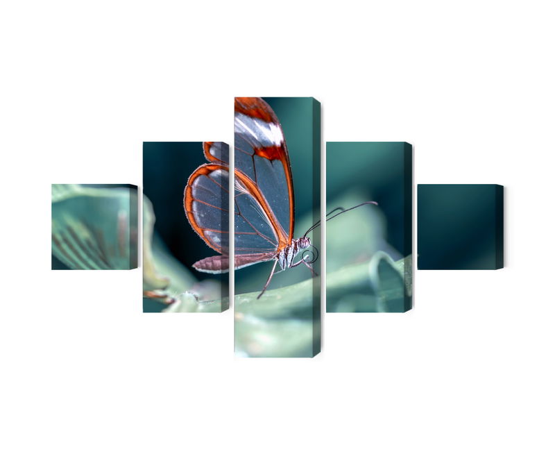 Ljuddämpande tavla - Glass-winged butterfly close