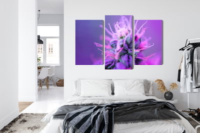 Ljuddämpande tavla - Macro plant on a pink-purple