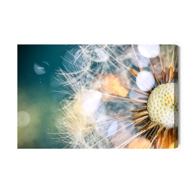 Ljuddämpande tavla - Close-up of a puffer fish