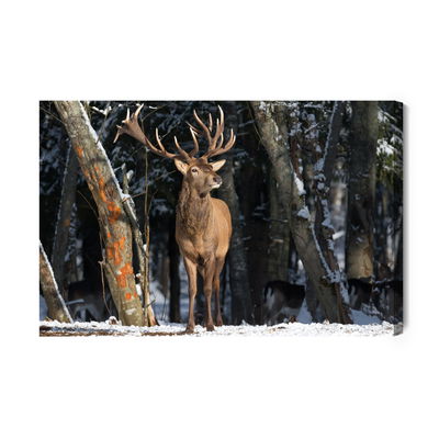 Ljuddämpande tavla - A deer among the trees