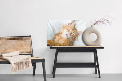 Ljuddämpande tavla - Sleepy ginger kitten