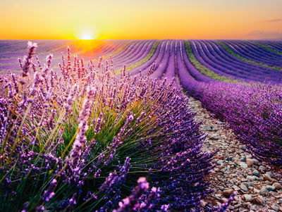 Ljuddämpande tavla - Lavender field at sunset 3d