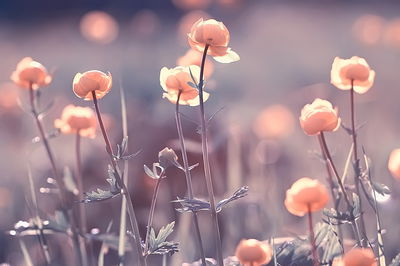 Ljuddämpande tavla - Spring 3d flowers