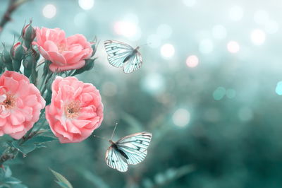 Ljuddämpande tavla - Delicate flowers and 3d