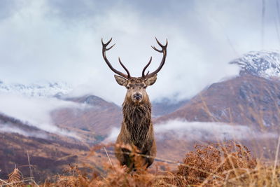 Ljuddämpande tavla - Deer and winter mountains