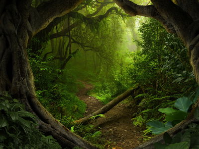 Ljuddämpande tavla - Path in a tropical forest