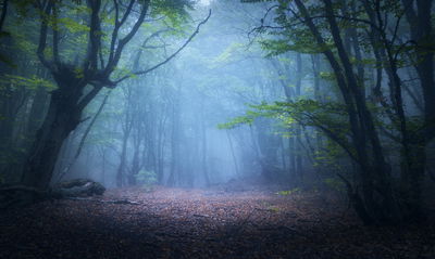 Ljuddämpande tavla - Hazy 3d forest landscape