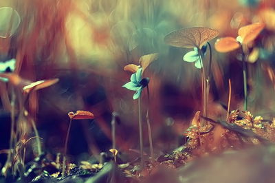 Ljuddämpande tavla - Delicate plants on a macro