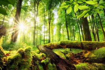 Ljuddämpande tavla - Rays of the sun in the 3d