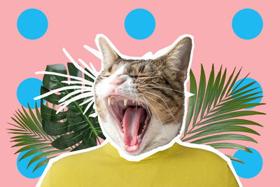 Ljuddämpande tavla - Cat and leaves – pop art