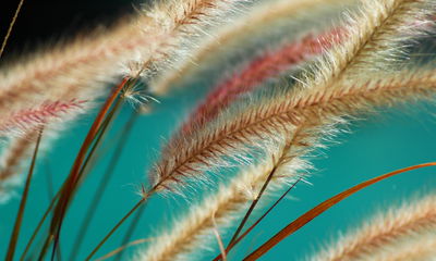 Ljuddämpande tavla - Plants on a macro scale