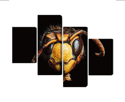 Ljuddämpande tavla - Hornet on a macro scale