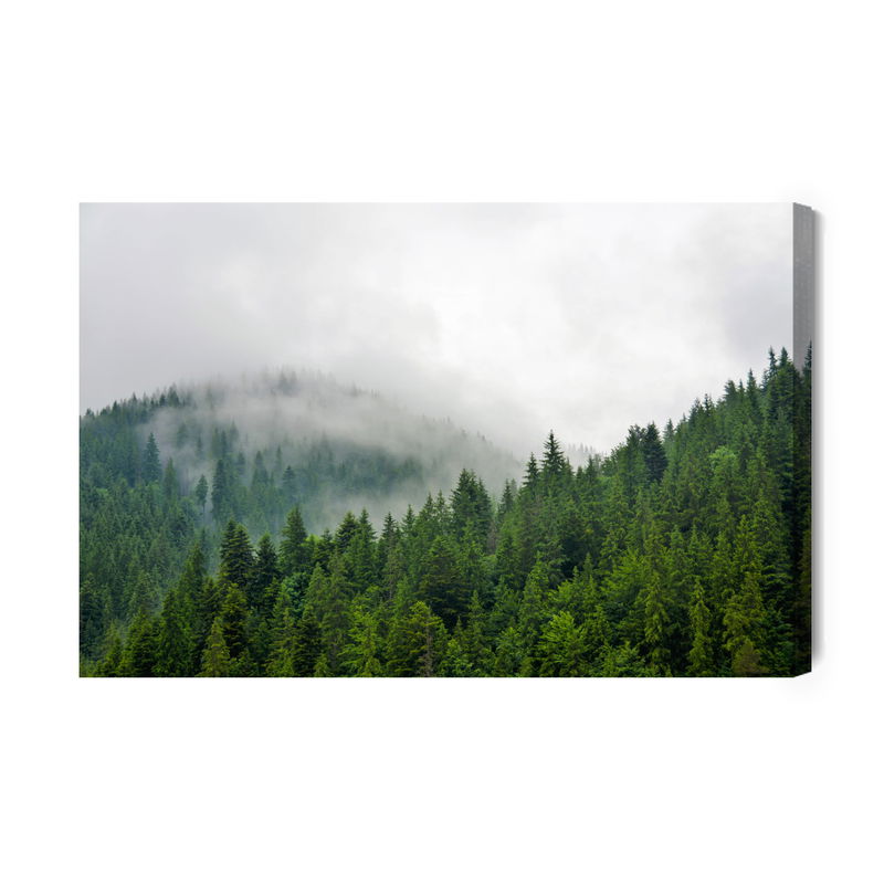 Ljuddämpande tavla - Fog over the coniferous