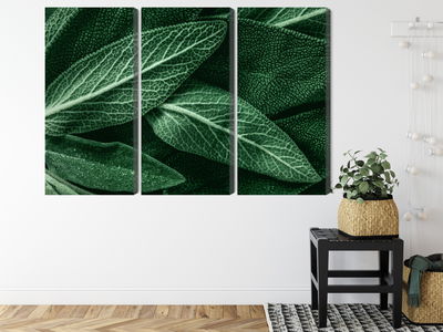 Ljuddämpande tavla - Salvia leaves on a macro