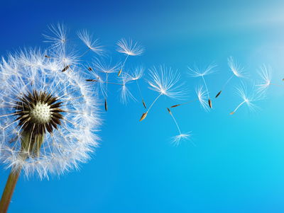 Ljuddämpande tavla - Dandelion with flying seeds