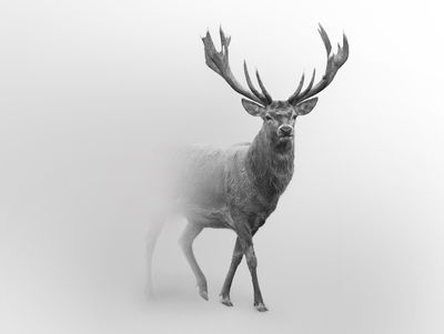 Ljuddämpande tavla - A stately deer in the fog