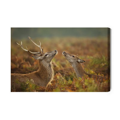 Ljuddämpande tavla - Deer with a doe