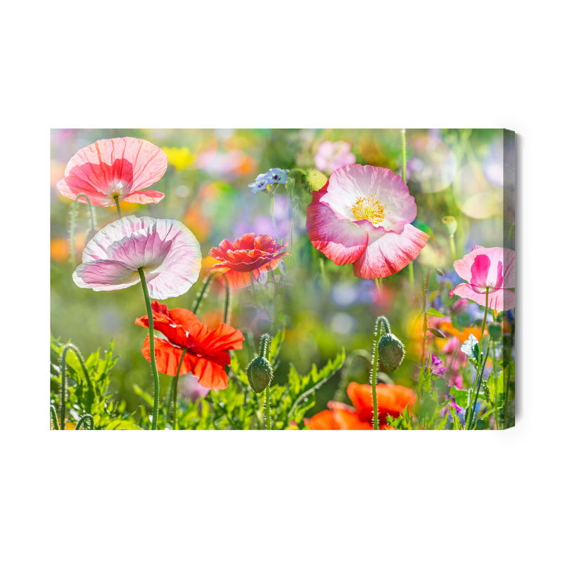 Ljuddämpande tavla - Poppies on a sunny meadow