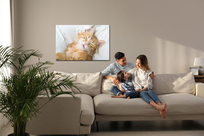 Ljuddämpande tavla - Sleepy ginger kitten