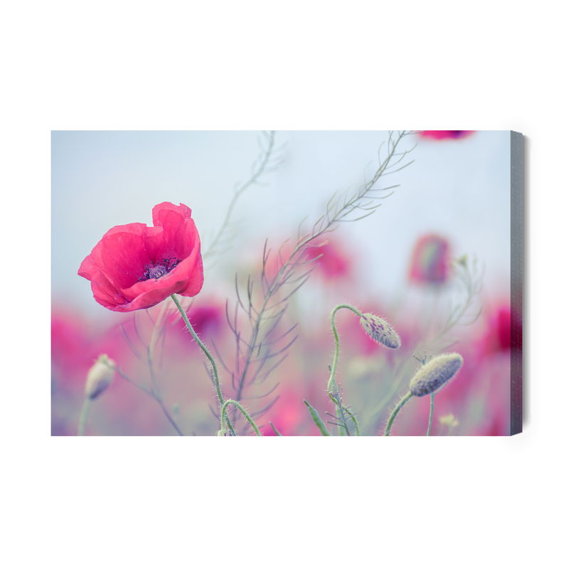 Ljuddämpande tavla - Delicate poppies