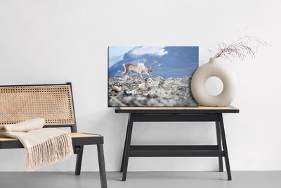 Ljuddämpande tavla - Reindeer on the background