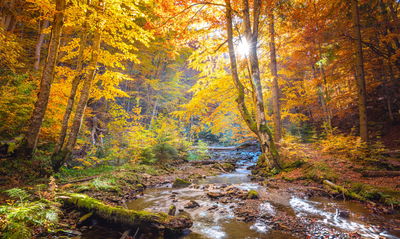 Ljuddämpande tavla - 3d autumn forest landscape