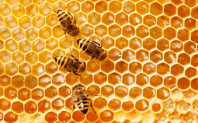 Ljuddämpande tavla - Bees on the honeycomb