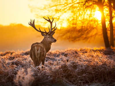 Ljuddämpande tavla - Deer in the forest at sunset